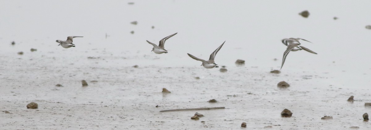 ヨーロッパトウネン - ML645289202