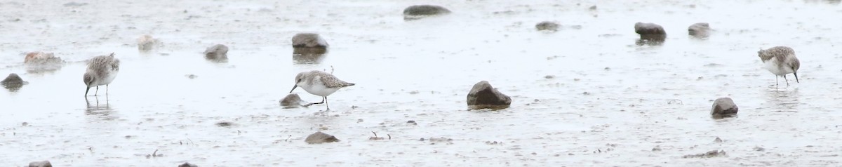 ヨーロッパトウネン - ML645289203