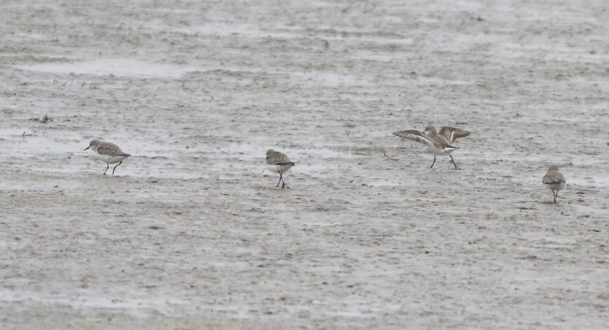 ヨーロッパトウネン - ML645289204