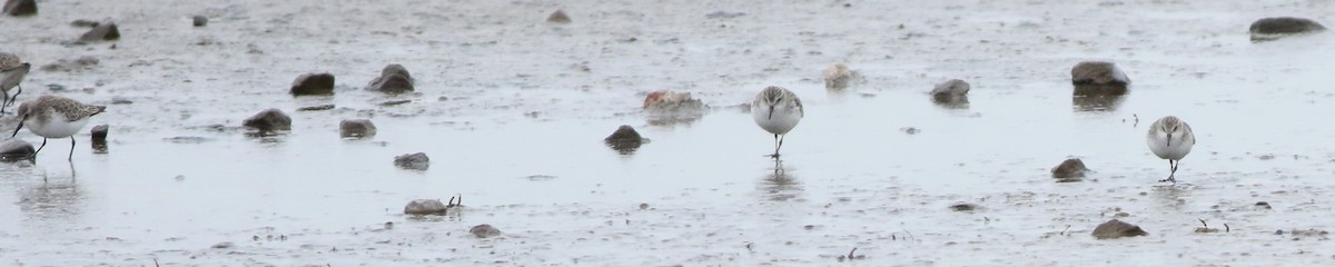 ヨーロッパトウネン - ML645289205