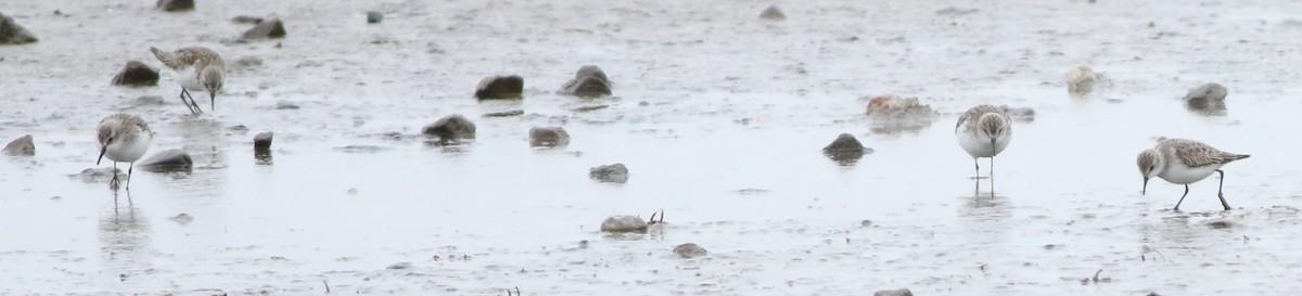 ヨーロッパトウネン - ML645289206