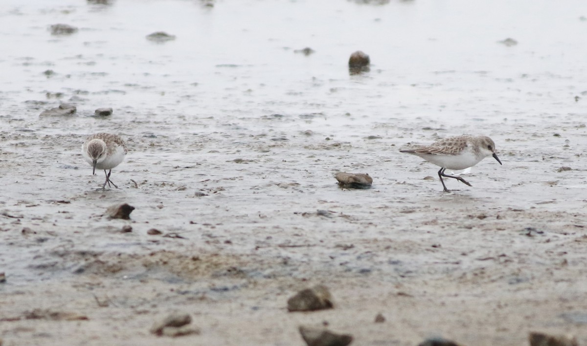 ヨーロッパトウネン - ML645289207