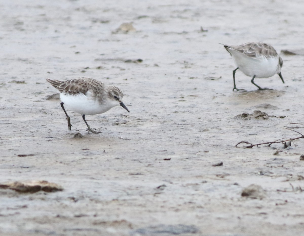 ヨーロッパトウネン - ML645289208