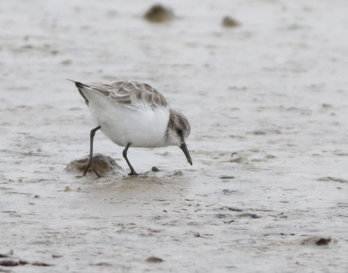 ヨーロッパトウネン - ML645289209