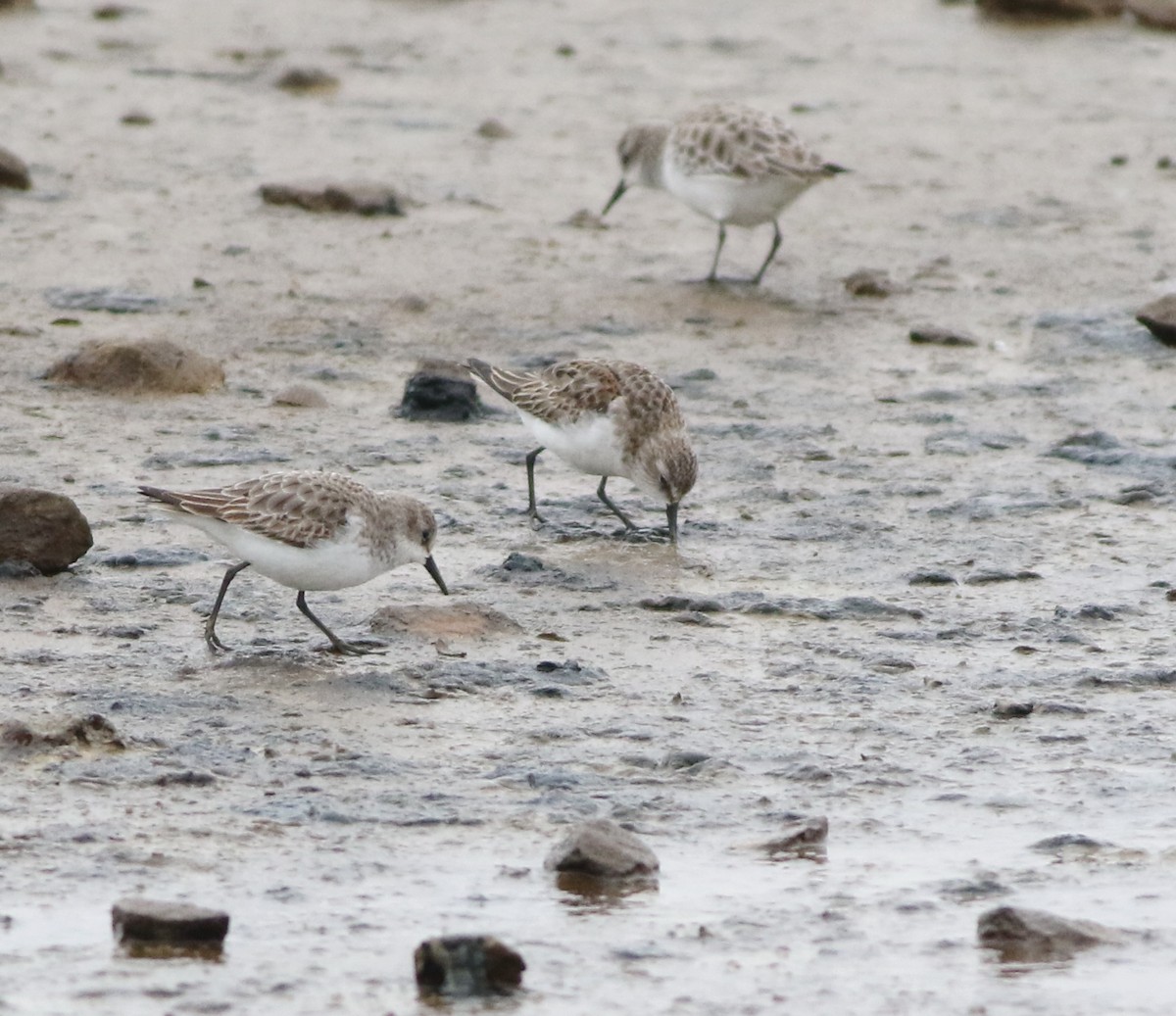 ヨーロッパトウネン - ML645289210