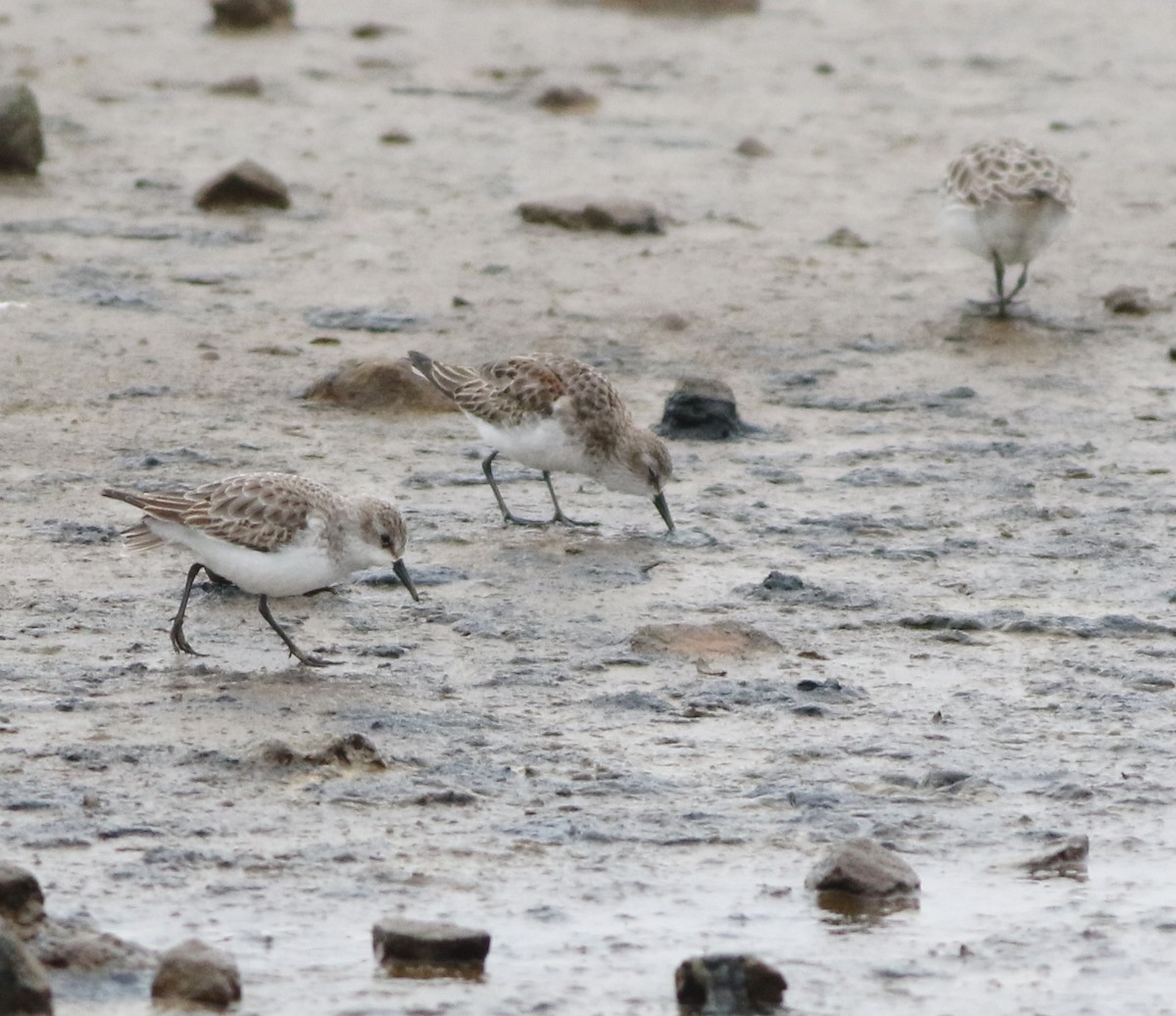 ヨーロッパトウネン - ML645289211