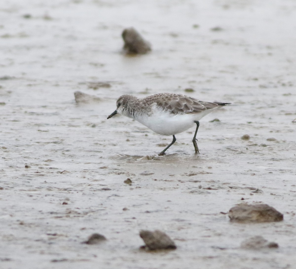 ヨーロッパトウネン - ML645289212