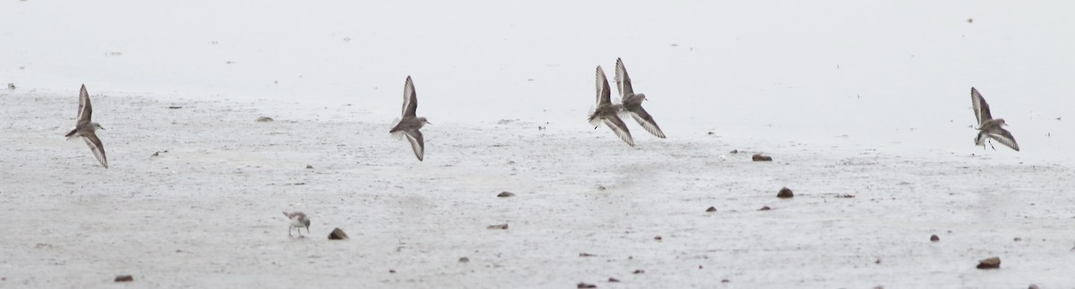 ヨーロッパトウネン - ML645289213