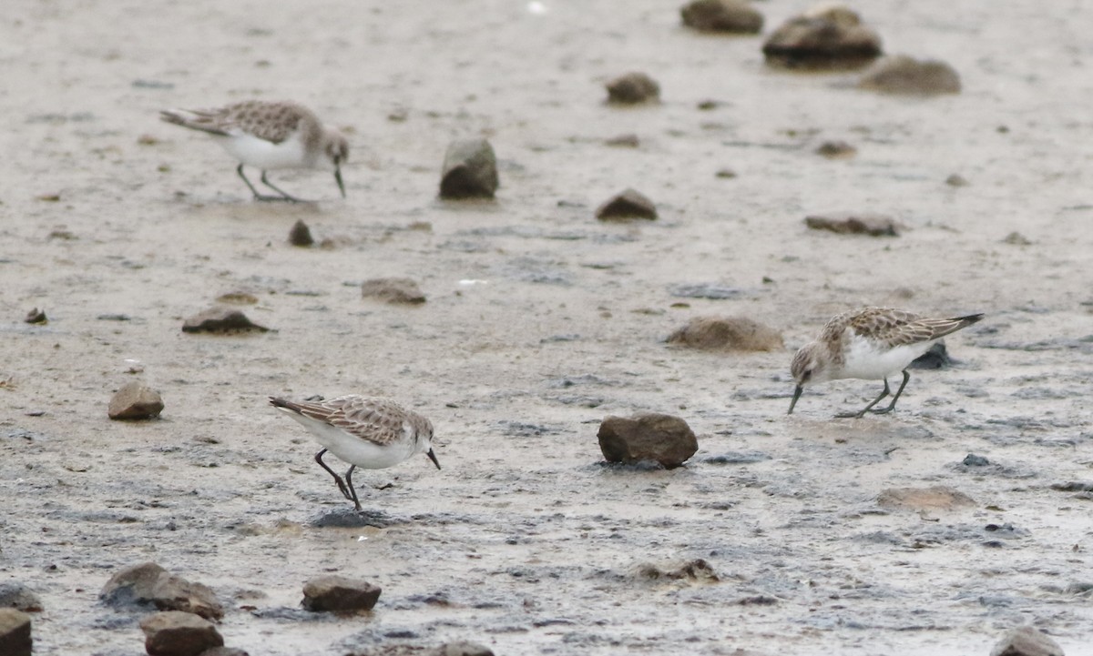 ヨーロッパトウネン - ML645289214