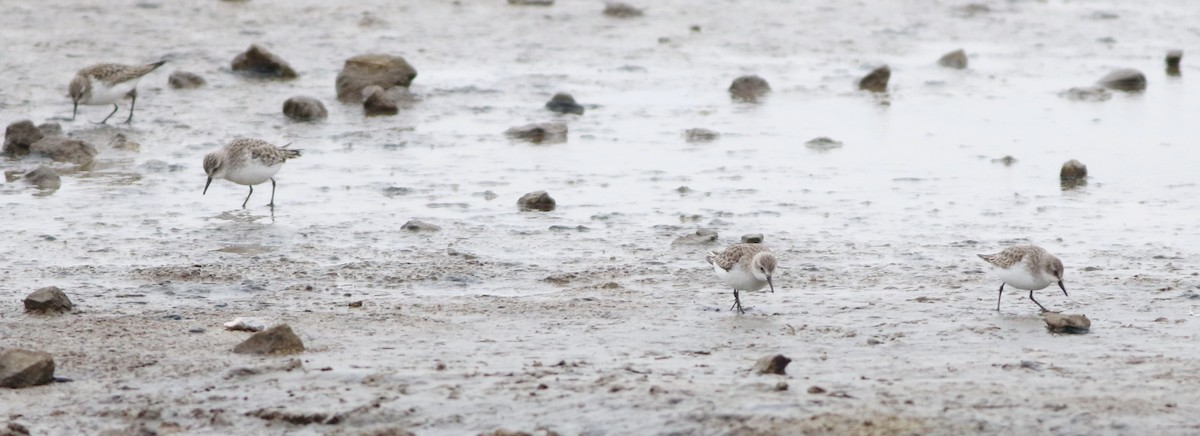 ヨーロッパトウネン - ML645289215