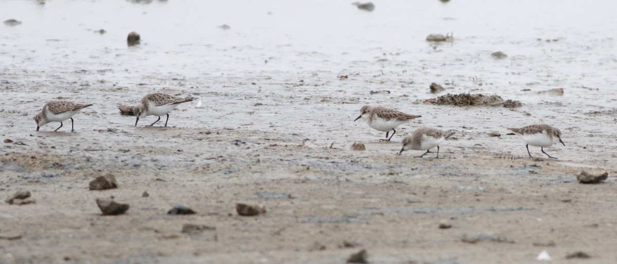 ヨーロッパトウネン - ML645289216