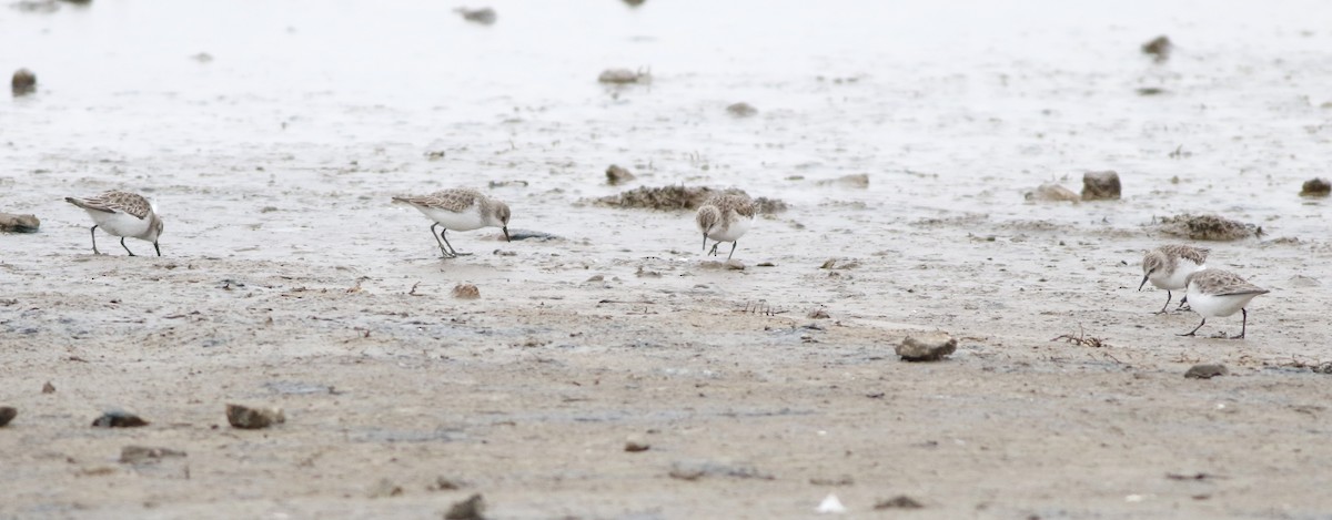 ヨーロッパトウネン - ML645289217