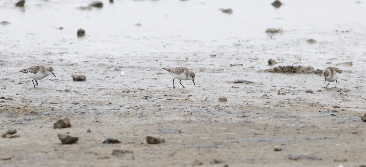 ヨーロッパトウネン - ML645289218