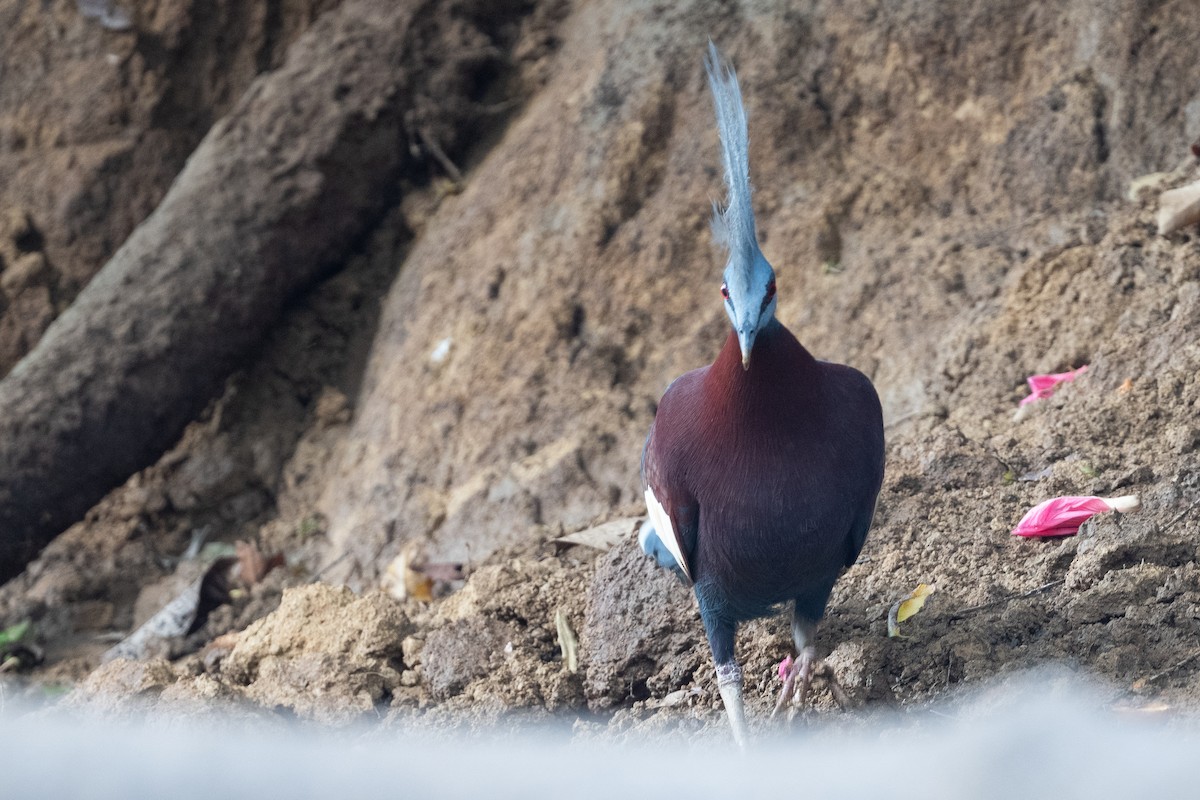 Sclater's Crowned-Pigeon - ML645289219