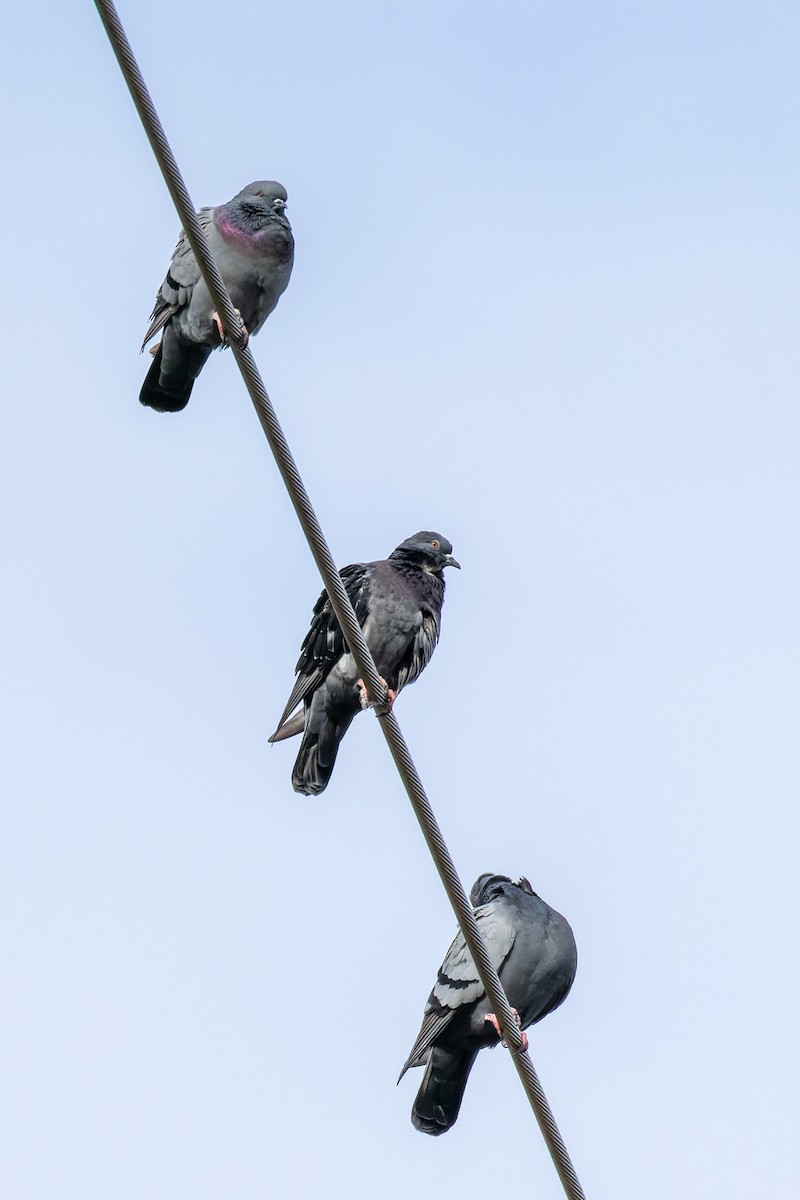 Kaya Güvercini (evcil tip) - ML645289226