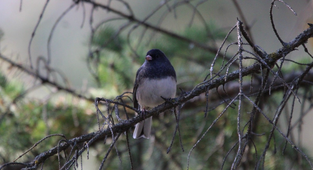 Dark-eyed Junco - ML645289230