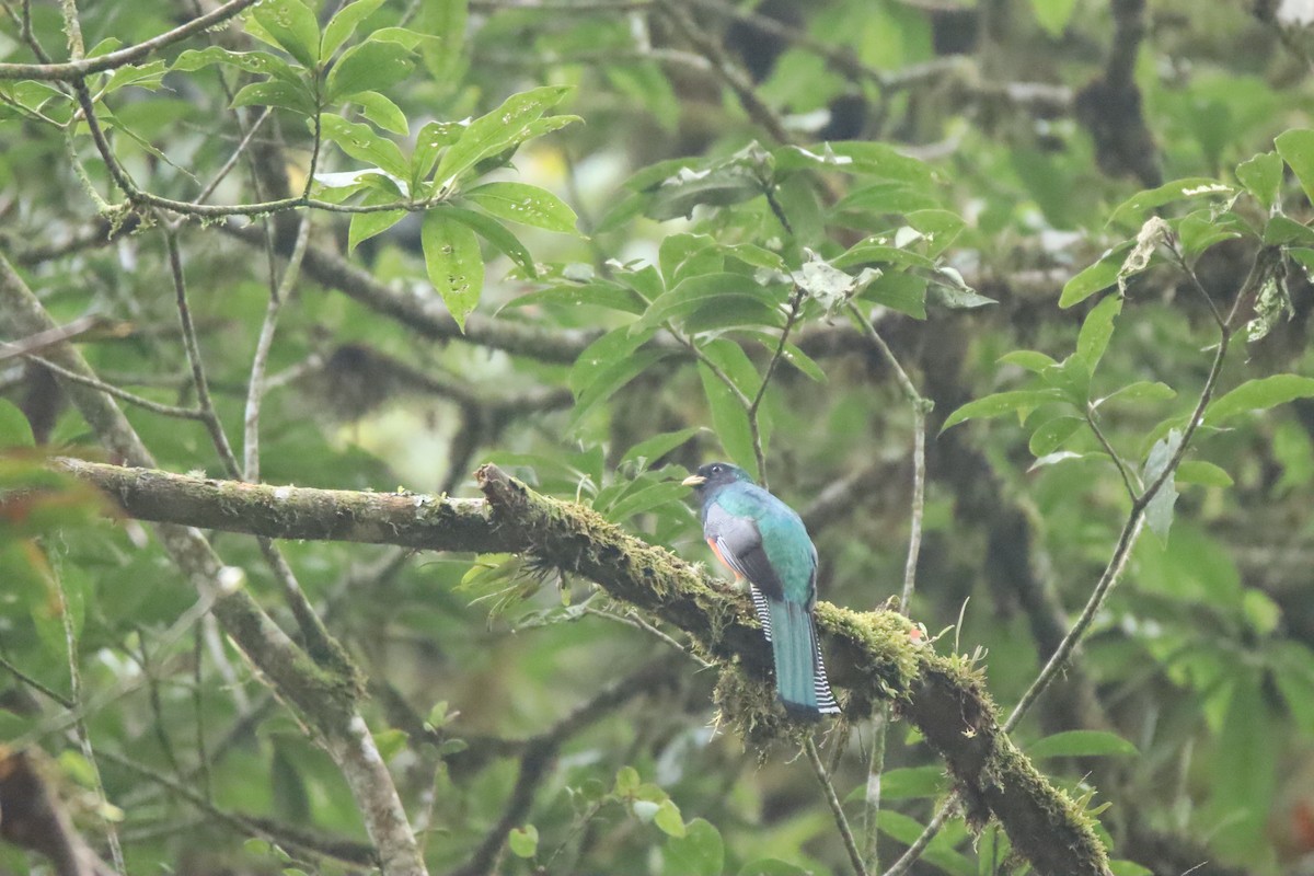 Collared Trogon - ML645289232