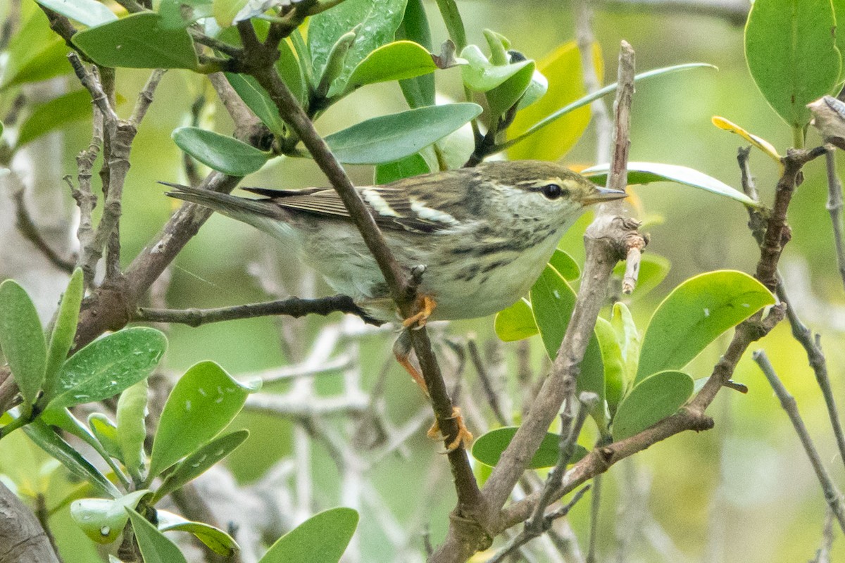 סבכון פסים - ML645289246