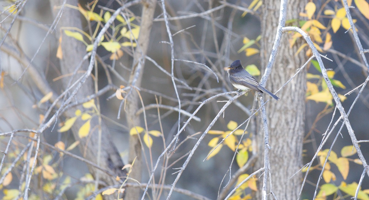 Black Phoebe - ML645289249