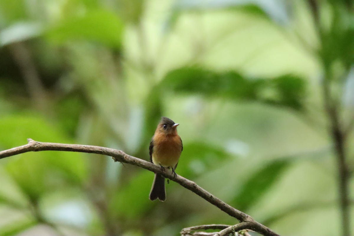 Tufted Flycatcher - ML645289253