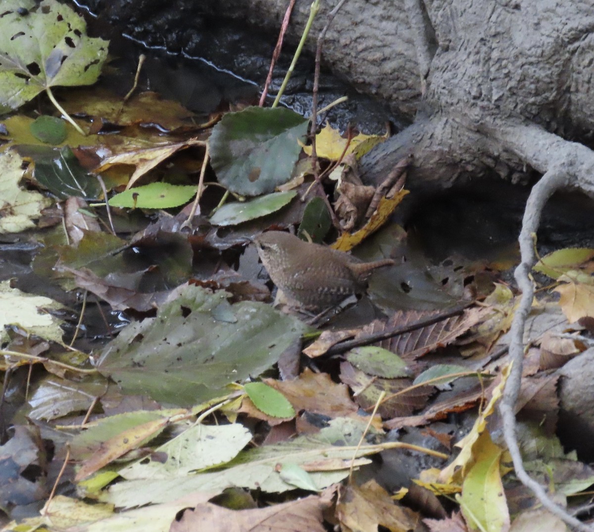 Winter Wren - ML645289259