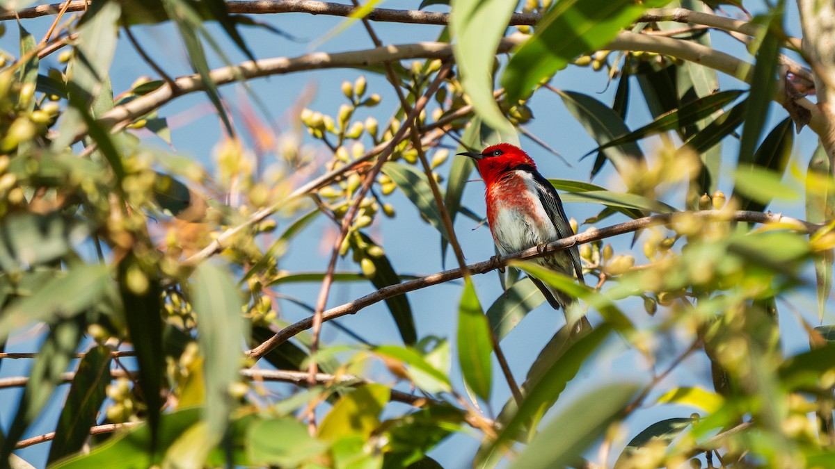 Scarlet Myzomela - ML645289263