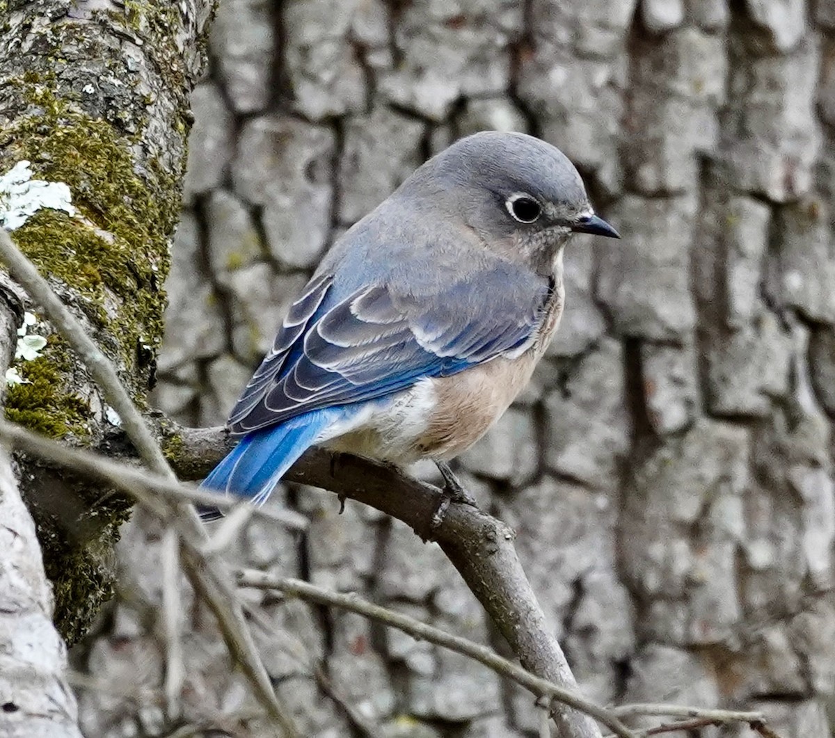 Eastern Bluebird - ML645289284