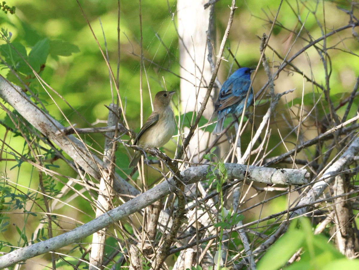 Indigo Bunting - ML645289309