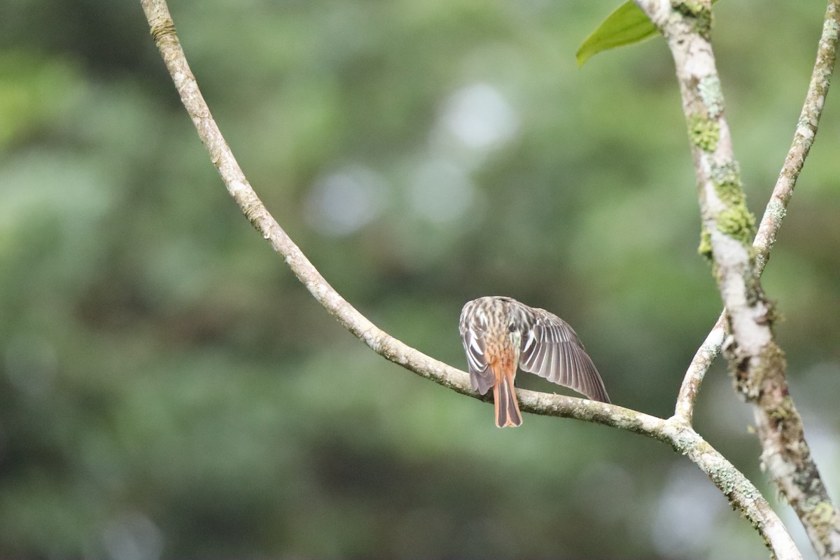 Sulphur-bellied Flycatcher - ML645289310