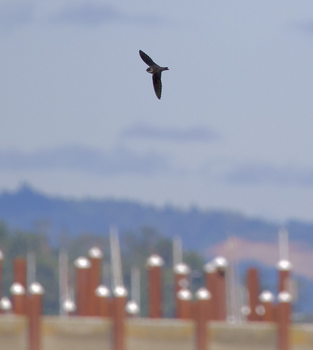 Bank Swallow - ML645289334