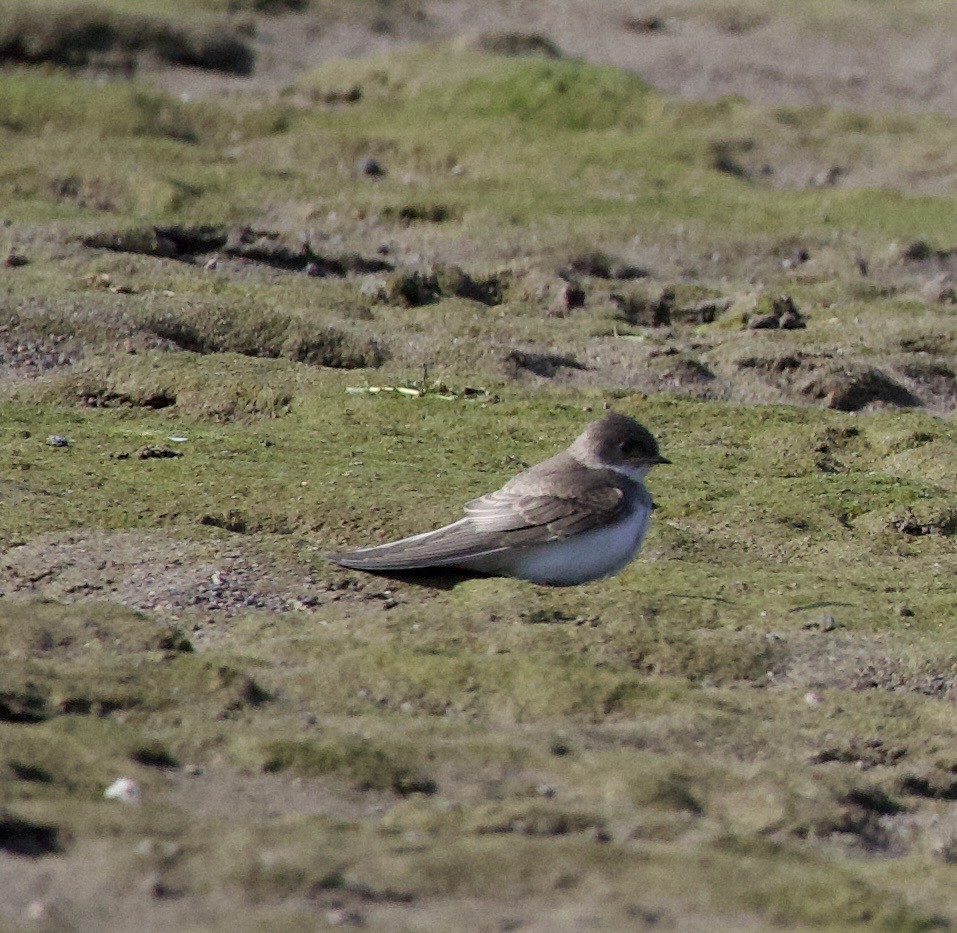 Bank Swallow - ML645289335