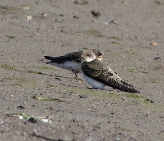 Bank Swallow - ML645289336