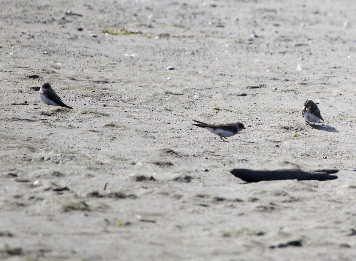 Bank Swallow - ML645289337