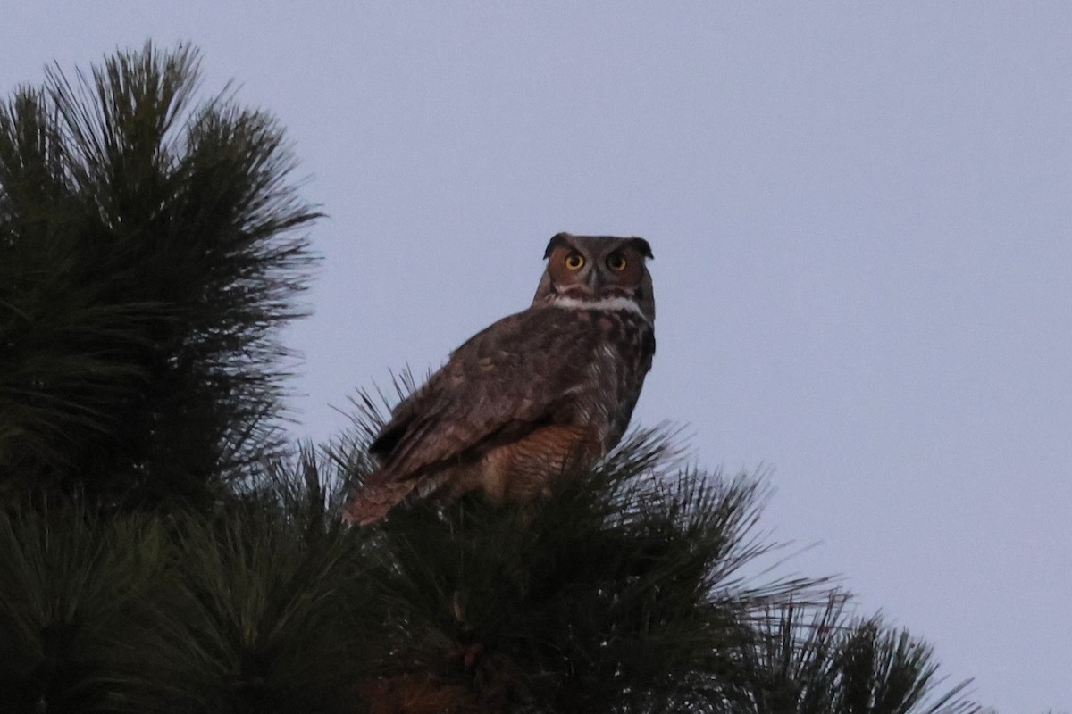 Great Horned Owl - ML645289343