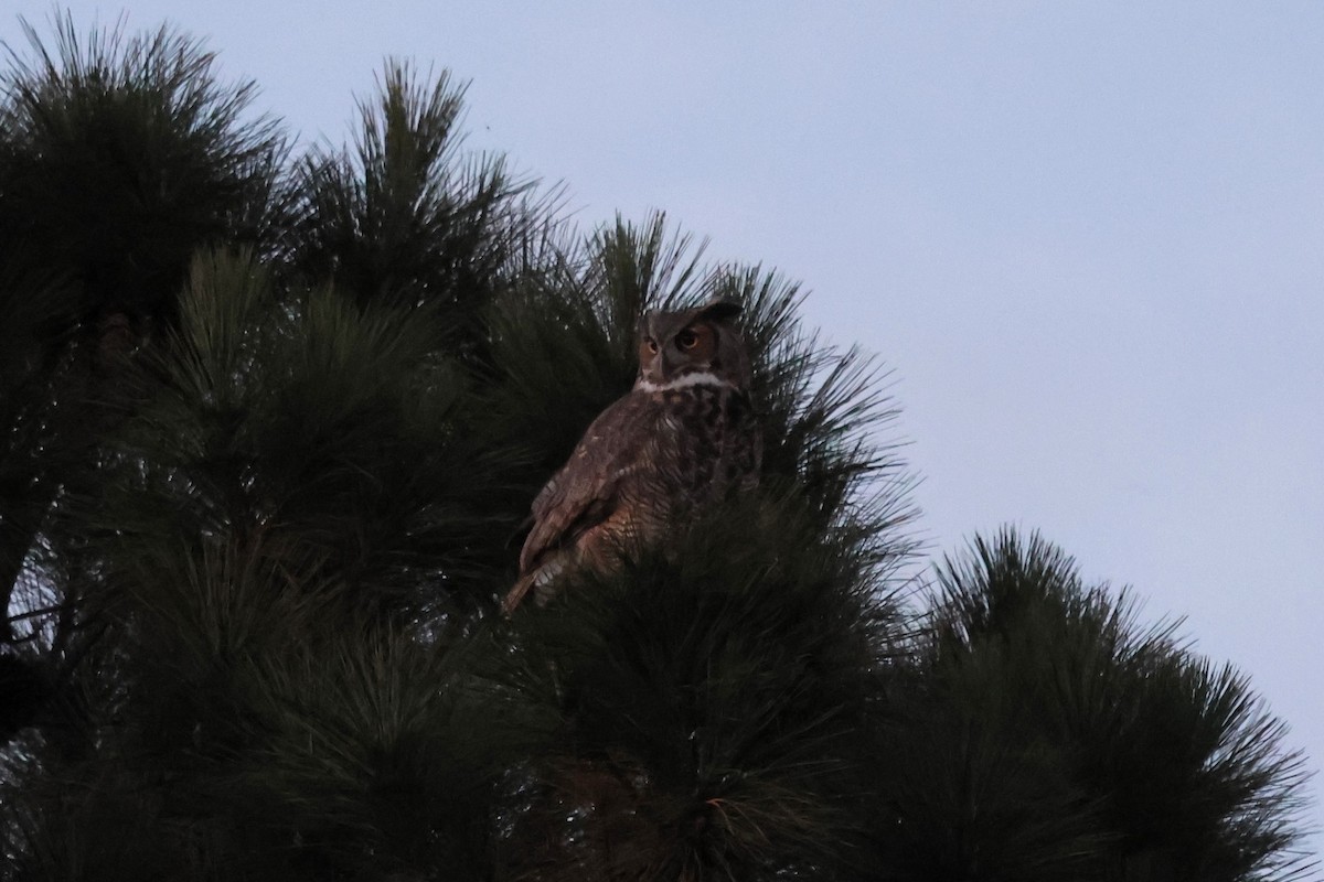 Great Horned Owl - ML645289348