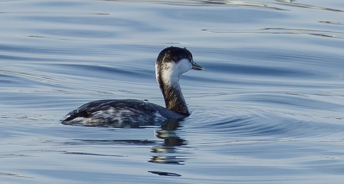 Zampullín Cuellirrojo - ML645289366