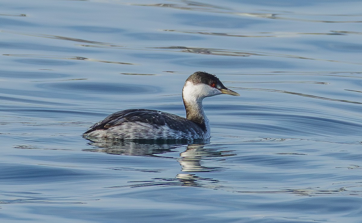 Zampullín Cuellirrojo - ML645289367
