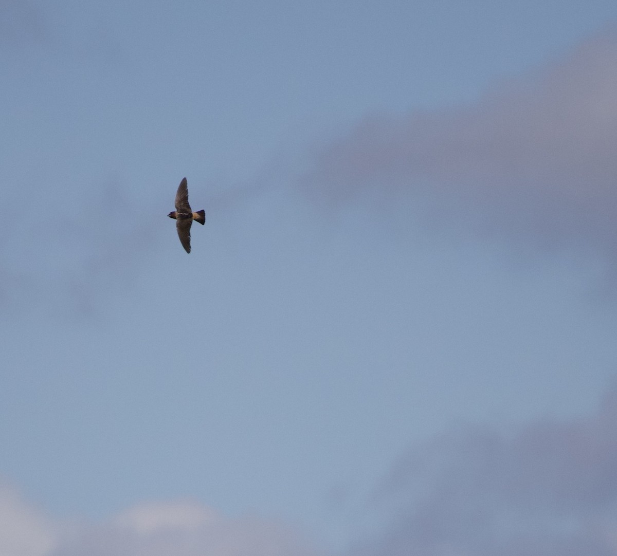 סנונית אמריקנית - ML645289373