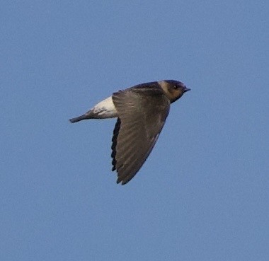 סנונית אמריקנית - ML645289375