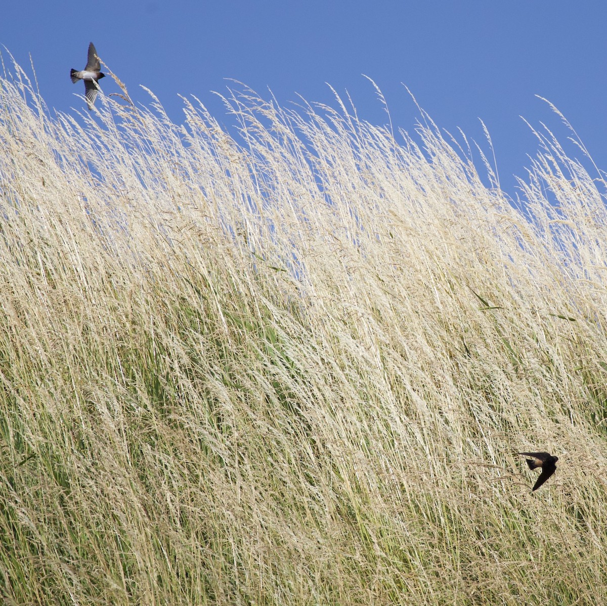 סנונית אמריקנית - ML645289376