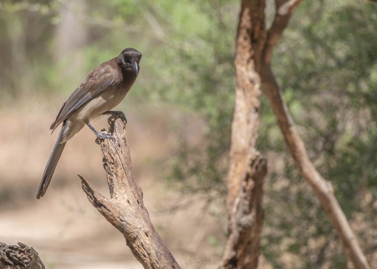 Brown Jay - ML645289380