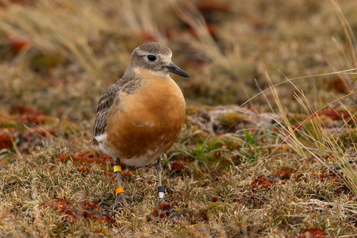 Red-breasted Dotterel (Southern) - ML645289382