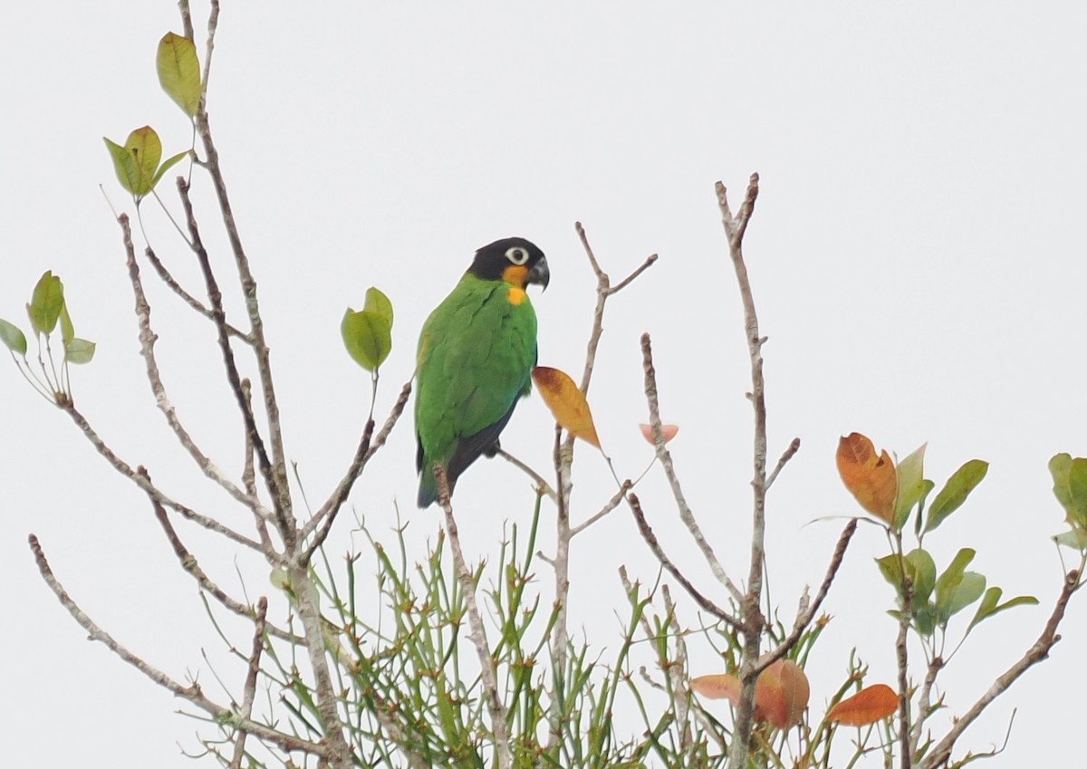 Orange-cheeked Parrot - ML645289383