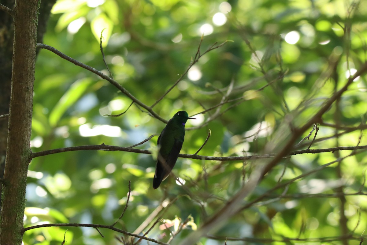 Green-crowned Brilliant - ML645289385