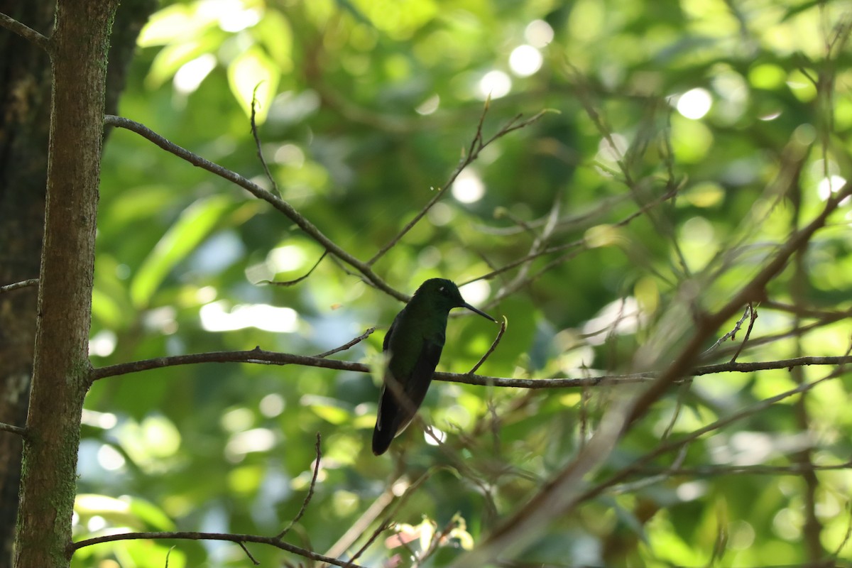 Green-crowned Brilliant - ML645289386