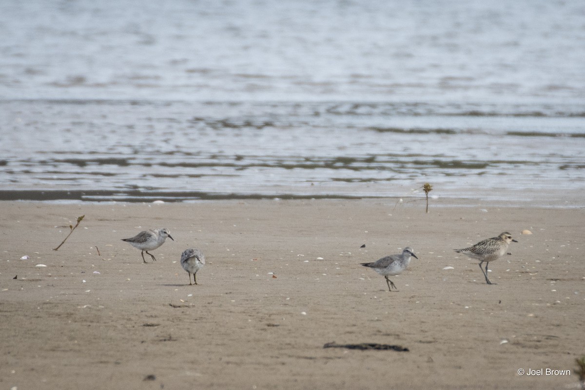 Red Knot - ML645289390