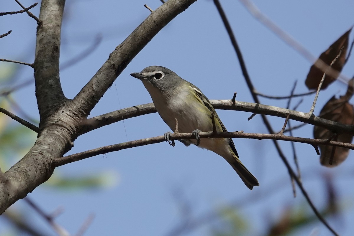 フタスジモズモドキ - ML645289410