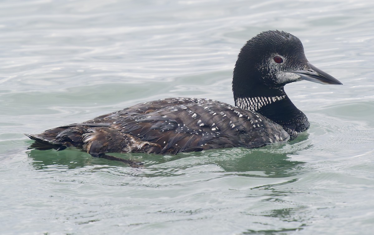 Черноклювая гагара - ML645289411