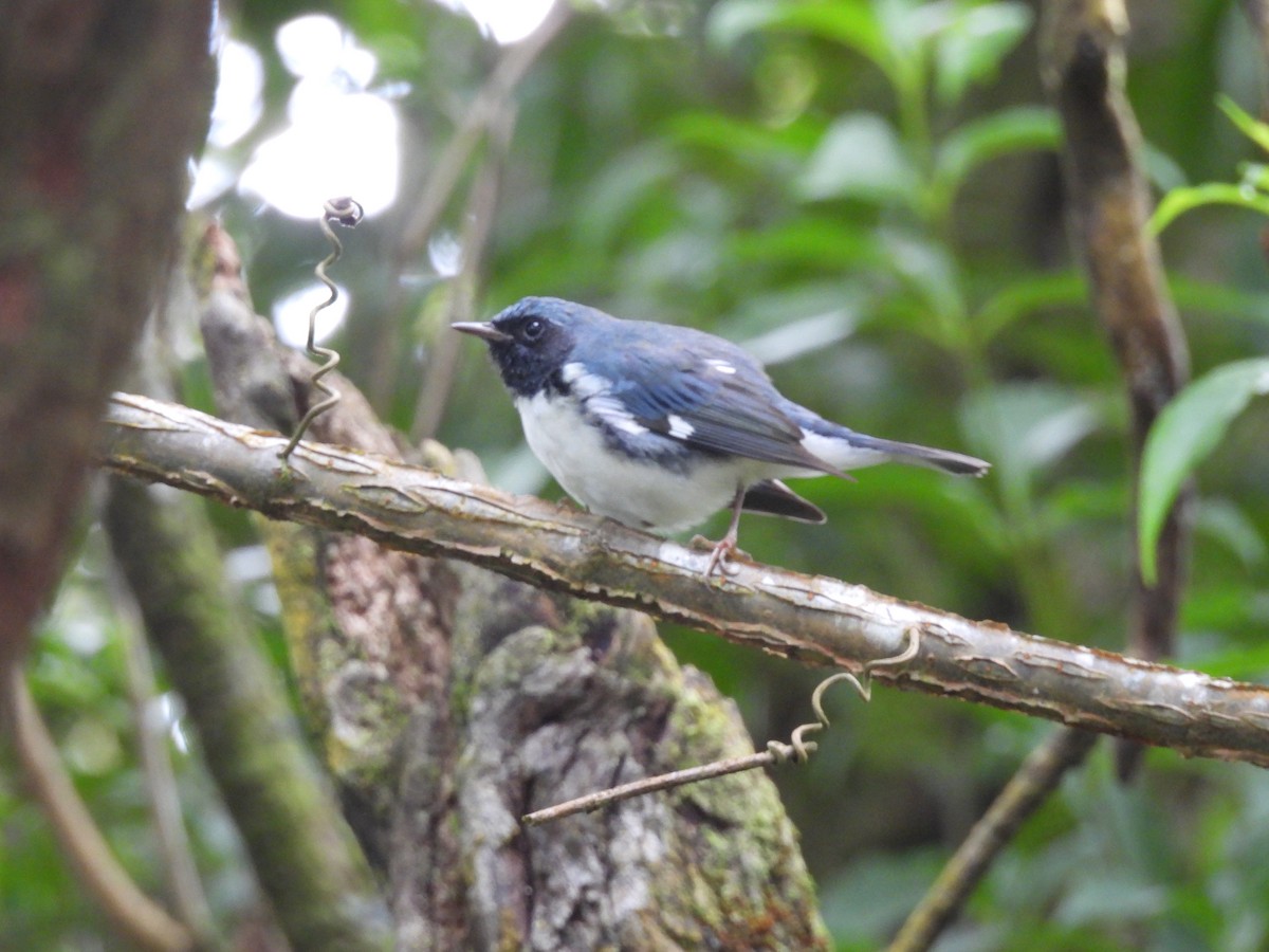 סבכון שחור-גרון - ML645289433