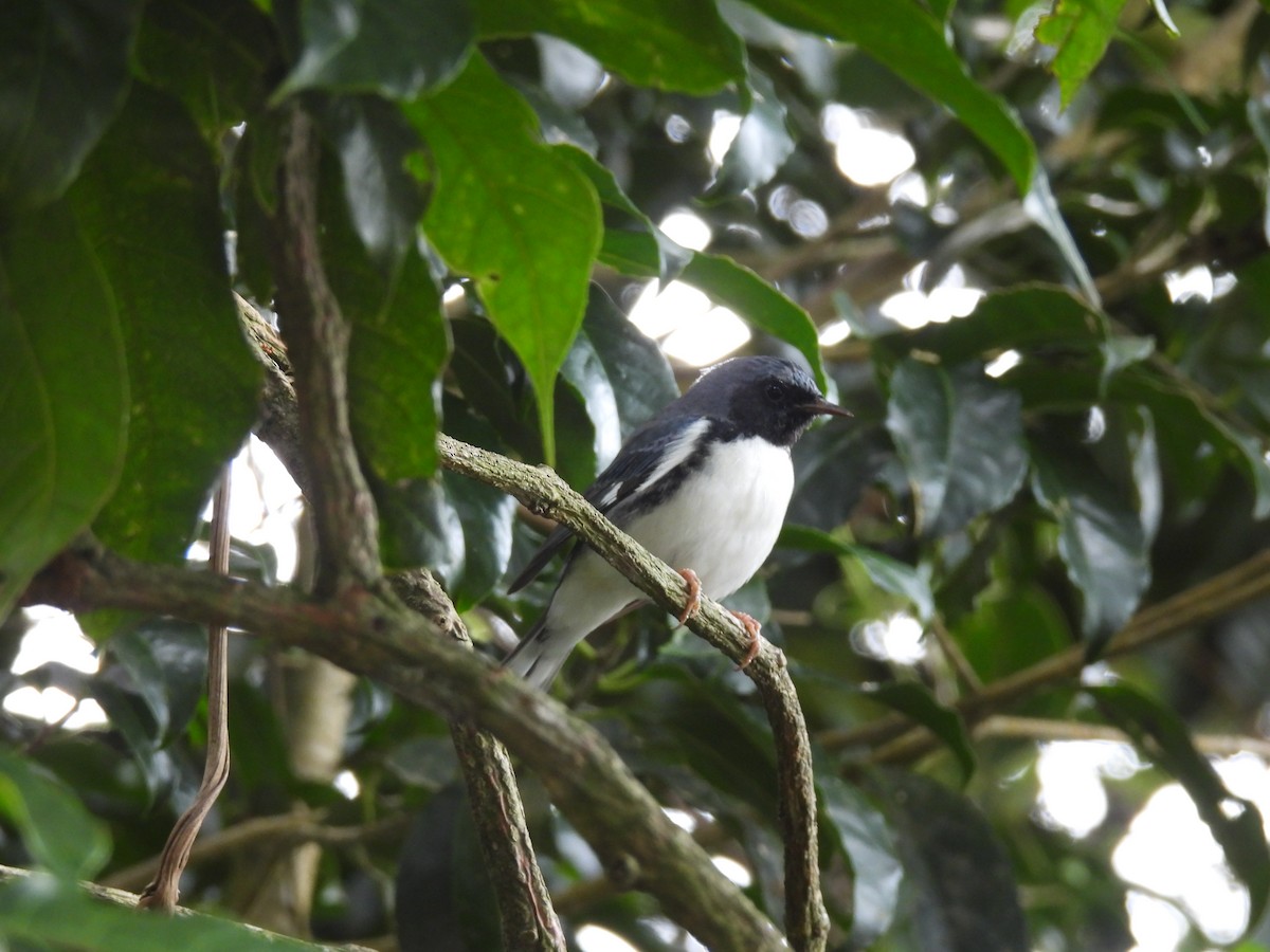 סבכון שחור-גרון - ML645289434